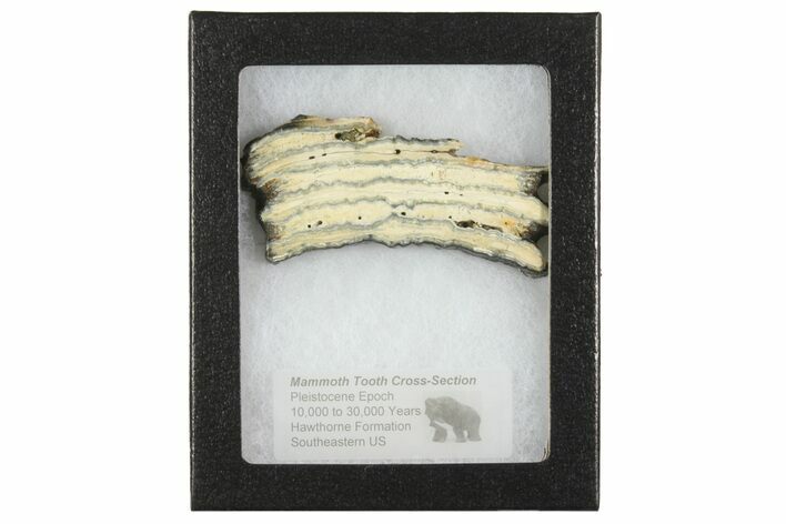 Mammoth Molar Slice with Case - South Carolina #165105